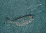 Gyotaku the Japanese art of fish printing