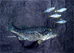 Gyotaku the Japanese art of fish printing