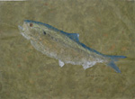 Gyotaku the Japanese art of fish printing