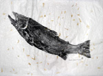 Gyotaku the Japanese art of fish printing