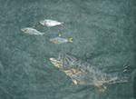 Gyotaku the Japanese art of fish printing