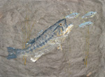 Gyotaku the Japanese art of fish printing