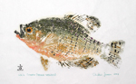 Gyotaku the Japanese art of fish printing