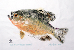 Gyotaku the Japanese art of fish printing