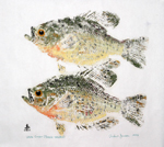 Gyotaku the Japanese art of fish printing