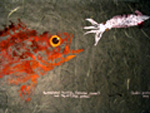 Gyotaku the Japanese art of fish printing