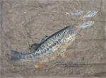 Gyotaku the Japanese art of fish printing